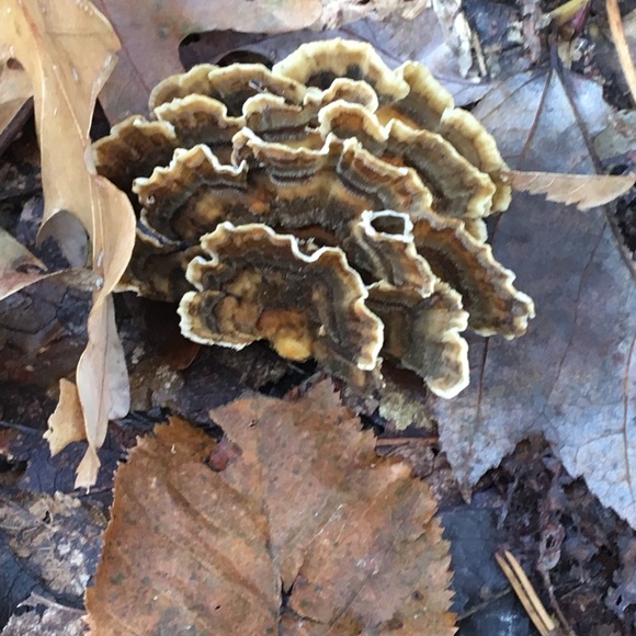 Meet your Posher, Leneatra - Picture 6 of 16